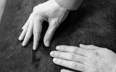 Chiropractie en osteopathie voor paarden