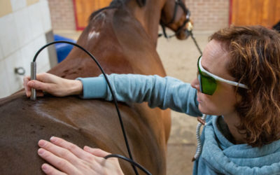 Lasertherapie bij paarden