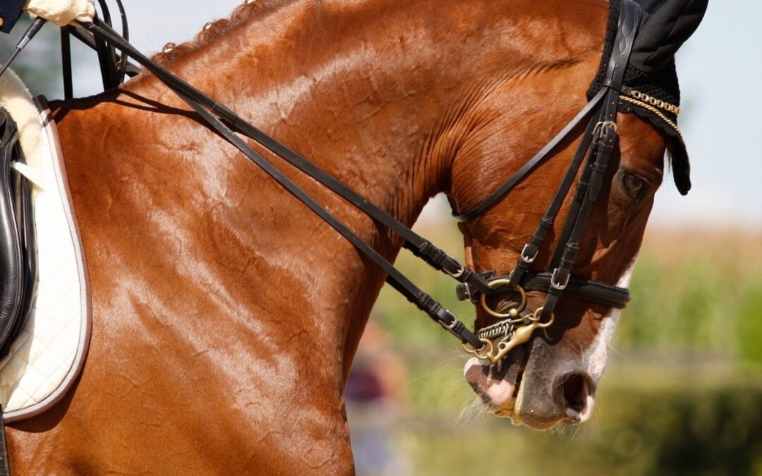 pijnsignalen paard blog zadel